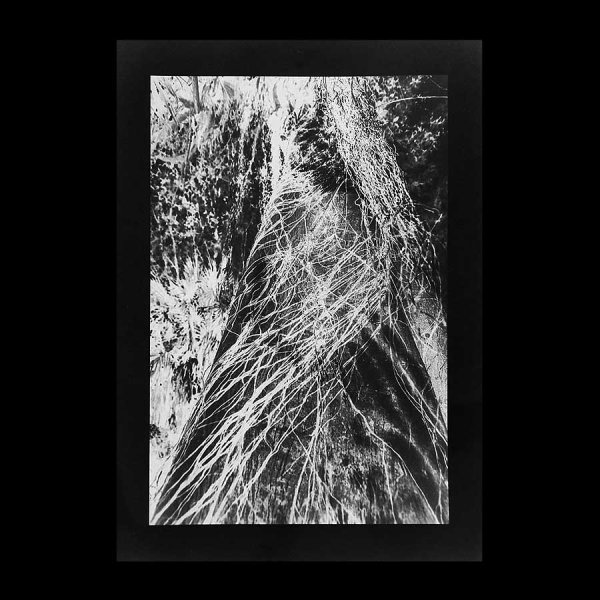 Angela Deuber Architects ADA ADAx ADAxLL Laurie Lambrecht Art Artist Jungle Blues