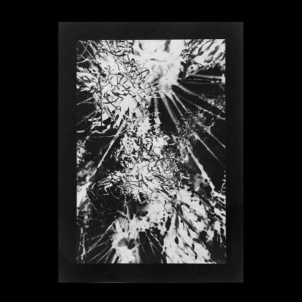 Angela Deuber Architects ADA ADAx ADAxLL Laurie Lambrecht Art Artist Jungle Blues