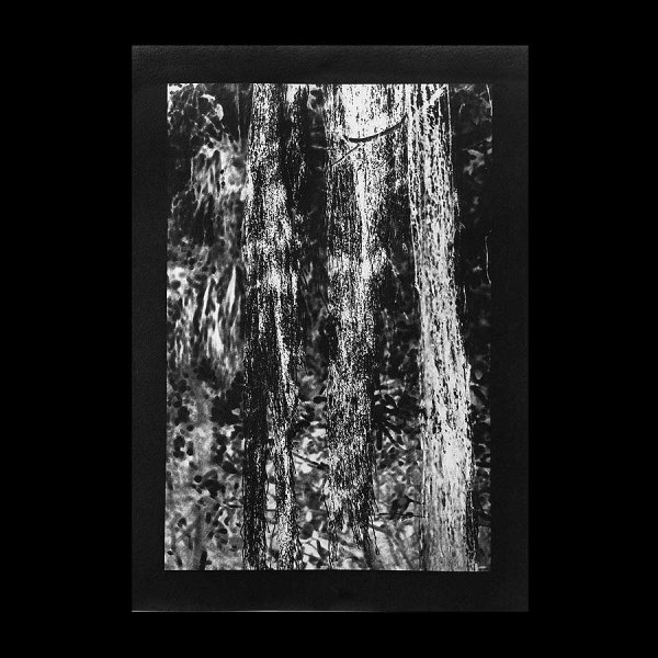 Angela Deuber Architects ADA ADAx ADAxLL Laurie Lambrecht Art Artist Jungle Blues