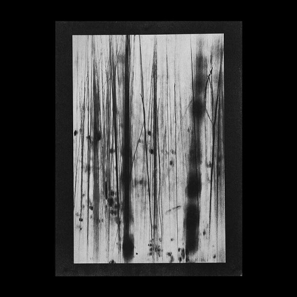 Angela Deuber Architects ADA ADAx ADAxLL Laurie Lambrecht Art Artist Jungle Blues