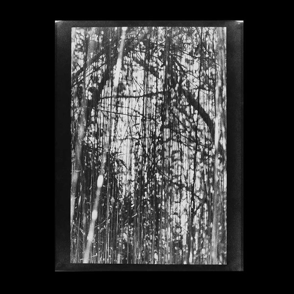 Angela Deuber Architects ADA ADAx ADAxLL Laurie Lambrecht Art Artist Jungle Blues